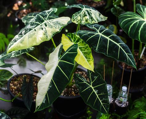 Variegated Alocasia Dawn Plant Grow Care Guide