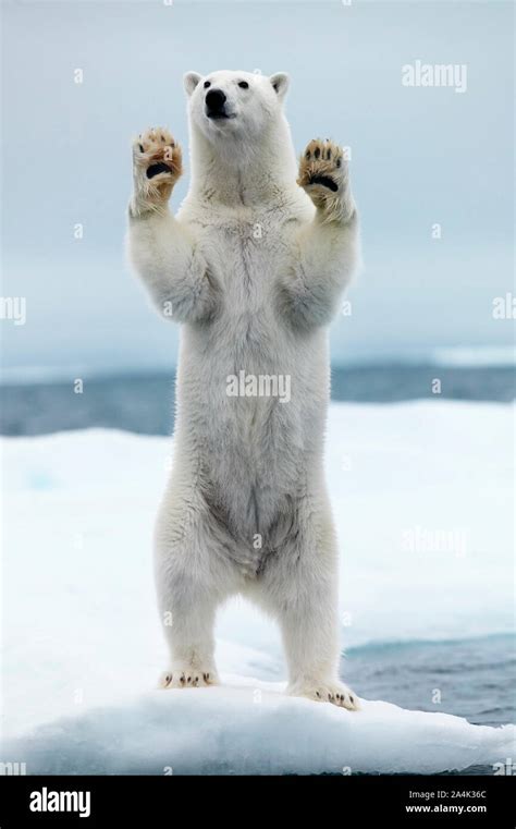 Polar Bear Standing On Hind Legs