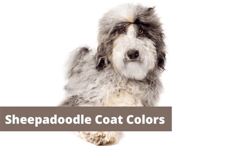 13 Different Sheepadoodle Colors + Pictures