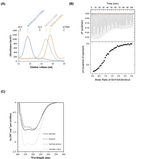 S Meliloti YrbA Interacts With Glutaredoxin 2 A Representative