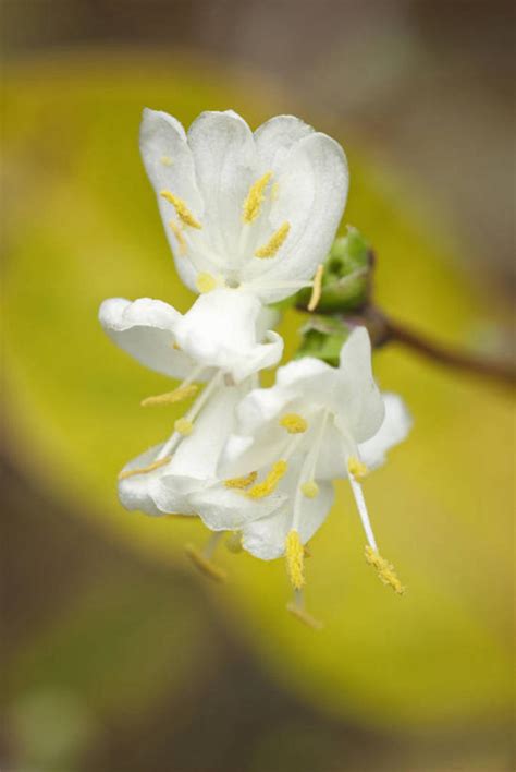 无人竖图室外特写白天美景植物英国景观冬天花花瓣一个黄色白色自然景色摄影单个灌木自然风光忍冬彩图对焦