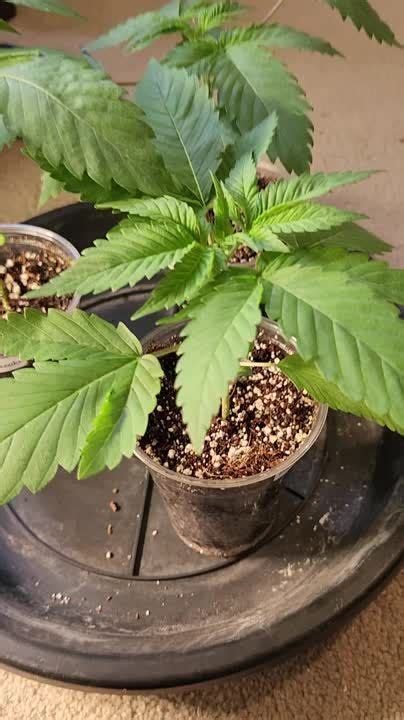 Seedsman Bubba Cheesecake Grow Diary Journal Week By Gyoweed