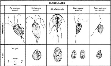 Trichomonas Hominis In Stool