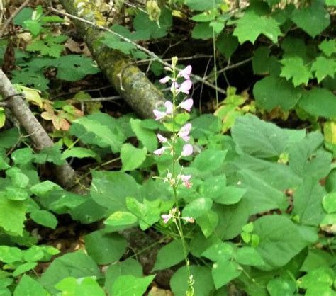 Pointed Leaf Tick Trefoil Project Noah