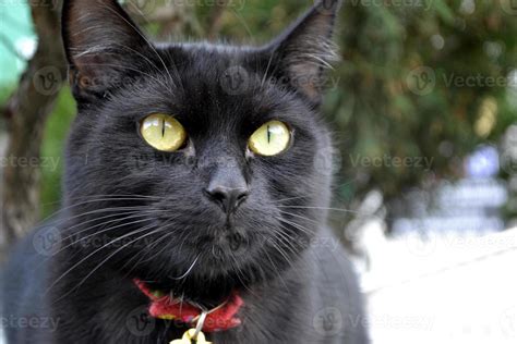 Black Cat with Red Collar 18904758 Stock Photo at Vecteezy