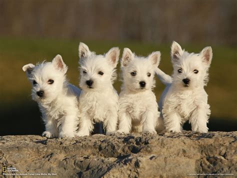 Westie Wallpapers Wallpaper Cave