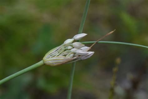 род Allium - Изображение особи - Плантариум