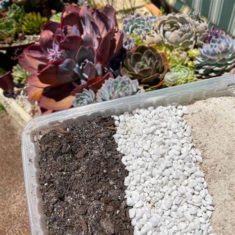 Succulent Soil Mix How To Make Succulent Potting Soil Recipes
