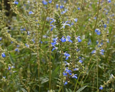 Salvia Oceana Blue Riverside Garden Centre