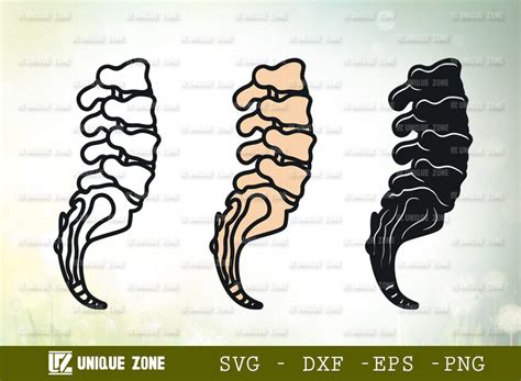 Anatomy Spine Svg Cut File Anatomy Svg Human Spine Svg Spine Svg