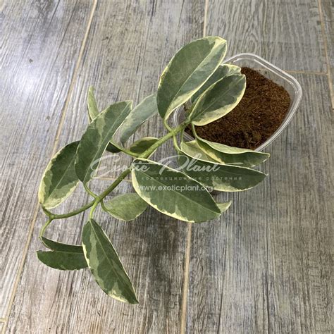Stephanotis Floribunda ‘alpine Stephanotis Floribundum Variegated 30