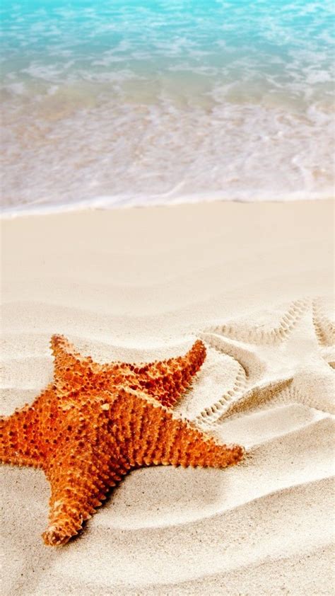 Two Starfishs Are Laying On The Sand Near The Ocean