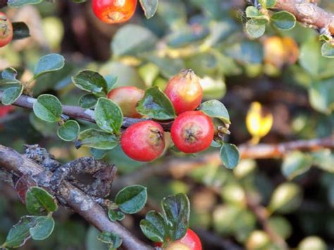 Hesse Cotoneaster 3 Container Grimms Gardens