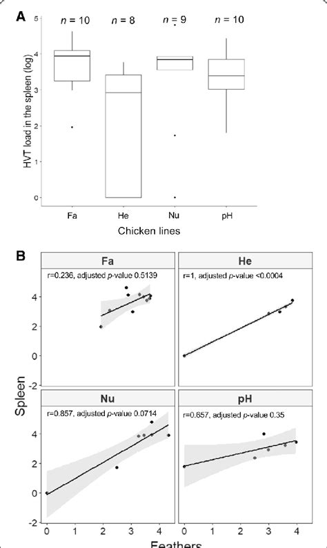 HVT Viral Loads In The Spleen And Its Relationship With HVT Loads In