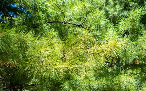 Identifier les arbres et les arbustes du Québec Les conifères Où