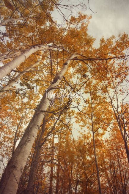 Stunning "Trees" Photography For Sale On Fine Art Prints