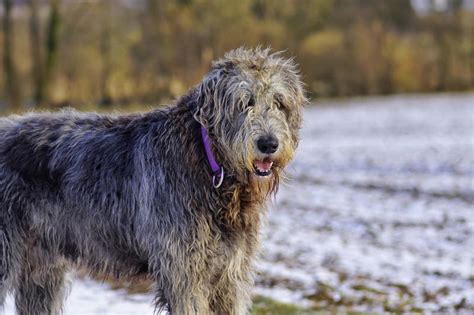 Extensive Profile of the Irish Wolfhound Breed and Its Many Traits ...