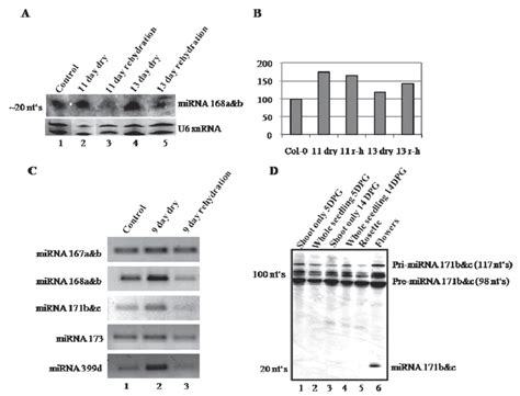 A Northern Blot Probed With The Anti Sense Mature MiRNA Complement