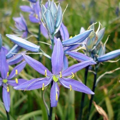 Amazon CHUXAY GARDEN Dark Purple Camassia Wild Hyacinth Camass