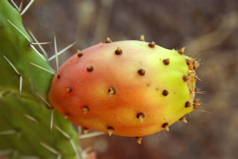 Animales Y Plantas De Perú Tuna Opuntia Ficus Indica