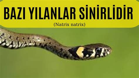 Bazı yılanlar sinirlenir Natrix natrix YouTube