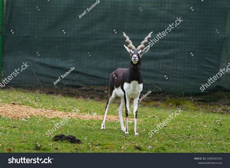 Portrait Arabian Oryx Zoo Stock Photo 2285202321 Shutterstock