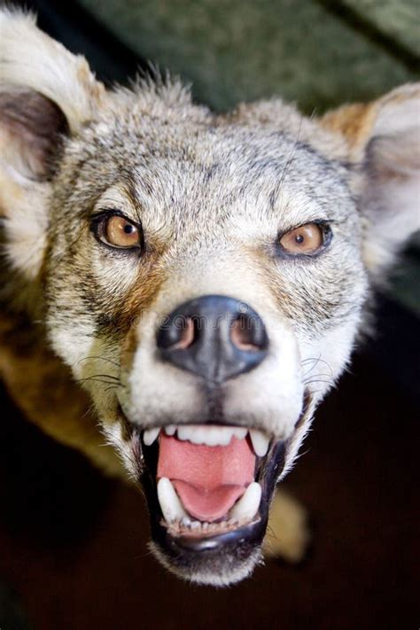 1+ Growling coyote Free Stock Photos - StockFreeImages