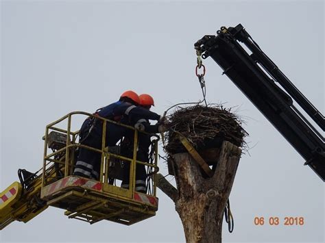 W Kierzu Niedźwiedzim przenieśli bocianie gniazdo Zobacz jak się to