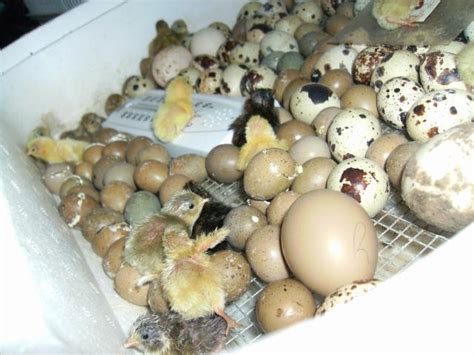 1 Dozen Button Quail Eggs F/S TN (SOLD) | BackYard Chickens