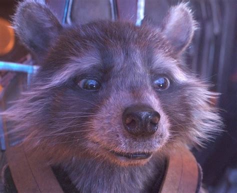 Pin Oleh Elio Masoni Di Rocket Raccoon