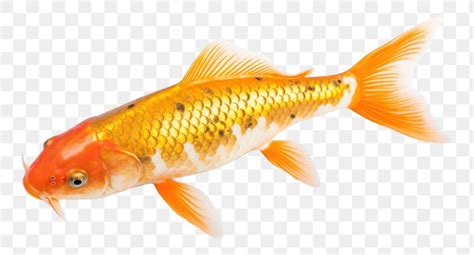 png gold koi fish goldfish  png rawpixel