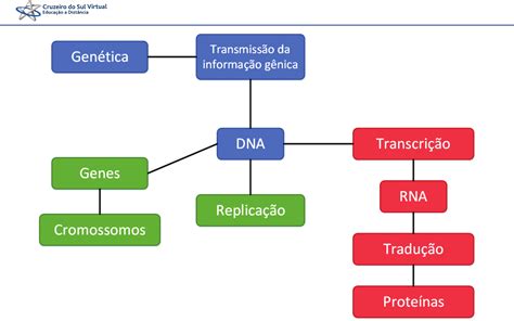 Dna Mapa Mental