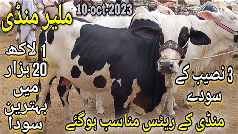 Malir Mandi Mai Qurbani Ka Zaberdast Maal Cattle Rates Update