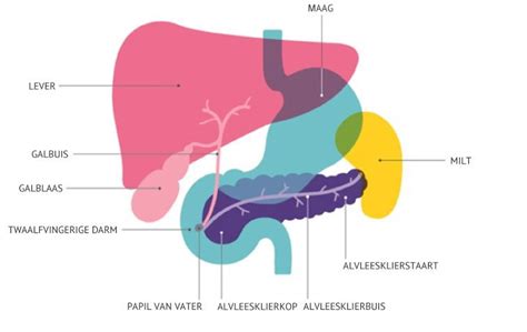 Wat Is De Alvleesklier Kennisplatform Pancreatitis