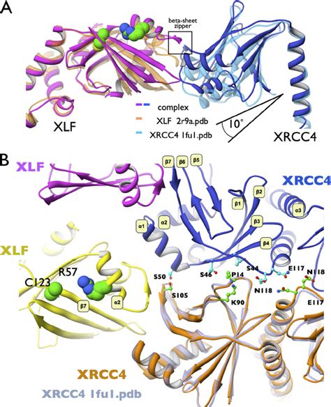 Conformational Changes Upon Xlf Xrcc Complexation Initiate Xrcc