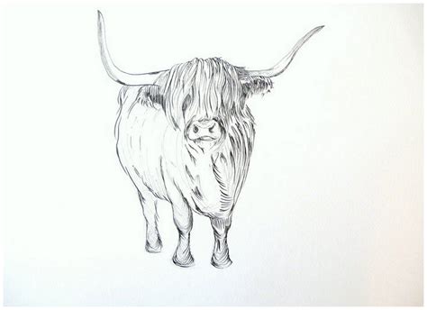 Highland Cow Cow Sketch Highland Cow Art Cow Art