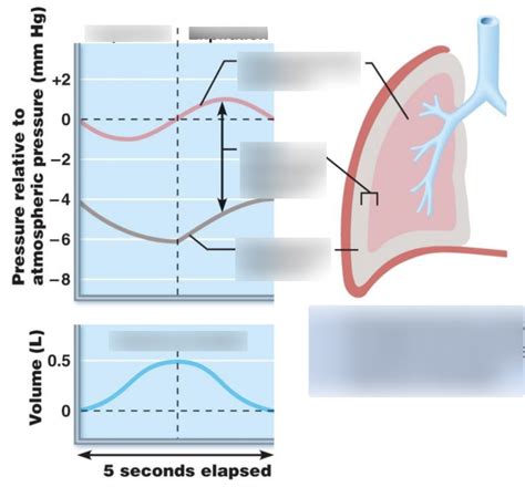 L6 Pressure Changes During Inspiration And Expiration Diagram Quizlet