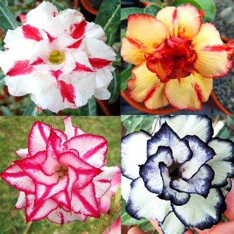 30 Sementes Mix Rosa Do Deserto Adenium Obesum 30 Tipos R 38 90 Em