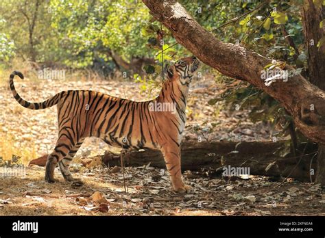 Bengal Tiger Panthera Tigris Tigress Noor Scent Marking