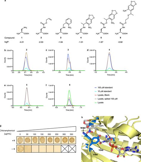 Genetically directing DAP incorporation in recombinant proteins a ...