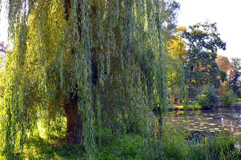 2000 Free Willow And Weeping Willow Photos Pixabay