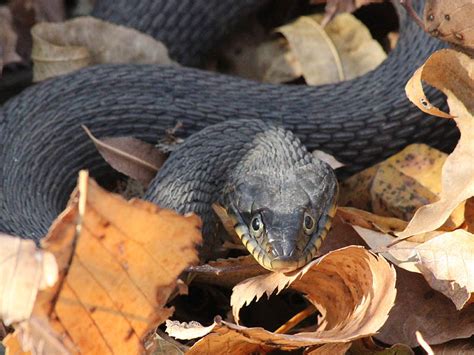 Yellow-bellied Water Snake – DFW Urban Wildlife