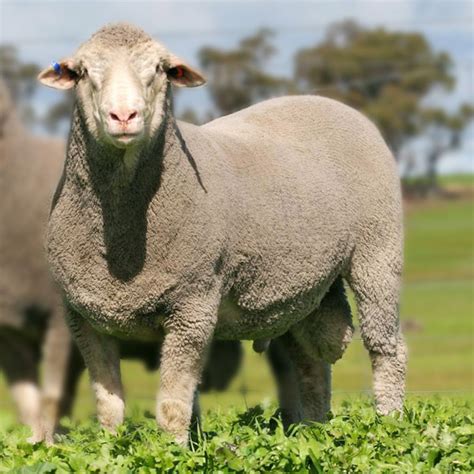 Far Valley Dohne - Sires - Dohne Sheep - Dohne Breed Australia