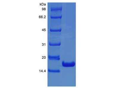 Recombinant Human Ifn Alpha Protein Nbp Bio Techne