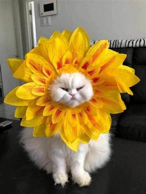 Пин на доске котики | Милый кот, Котенок, Очаровательные котята