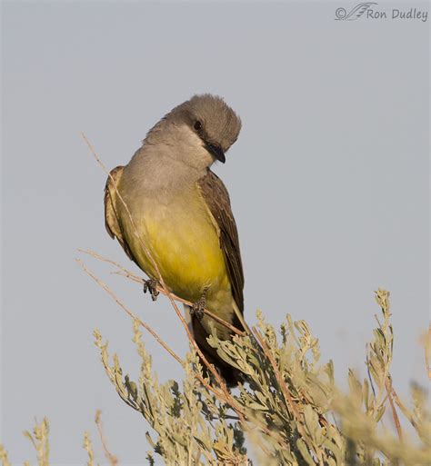 Male Western Kingbird Greeting His Lady Feathered Photography