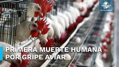 Registra México muerte humana por gripe aviar EnPortada YouTube