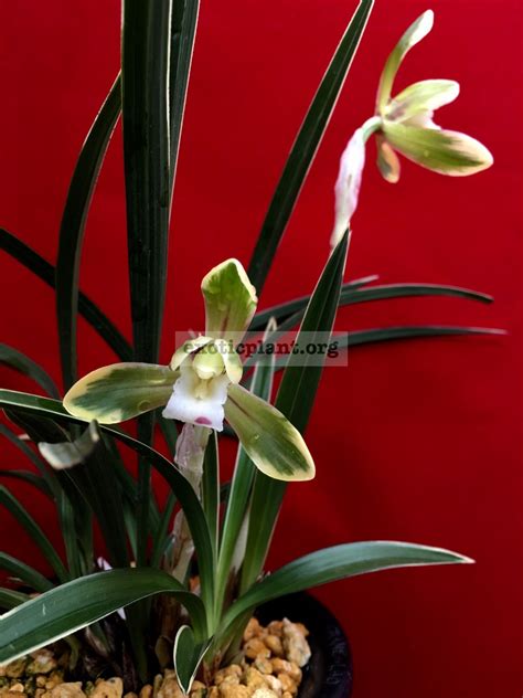 Cymbidium goeringii albomarginated EXOTIC PLANT Редкие коллекционные