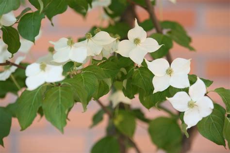 Bomen Met Witte Bloemen Bloemen