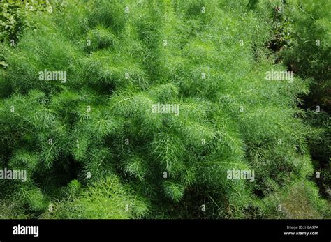 Foeniculum Vulgare Variegata Azoricum Hi Res Stock Photography And